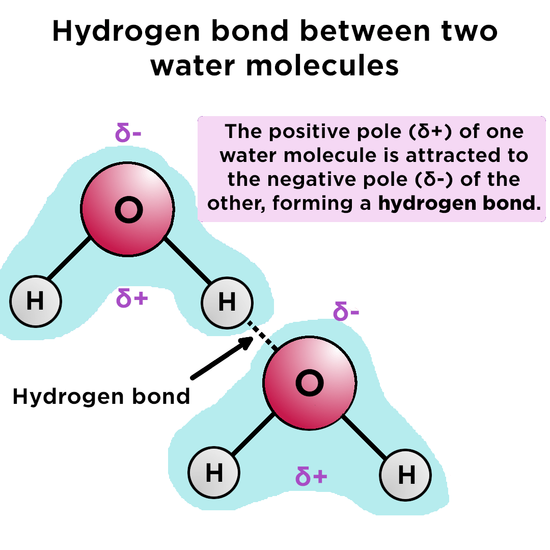 Hydrogen bonding bonds specific molecule charges partial molecules different bonville hannah expii poles